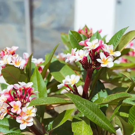 Apartment La Casa Del Consul Cadiz