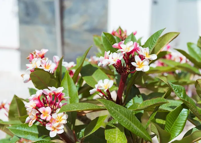 דירה La Casa Del Consul קדיז